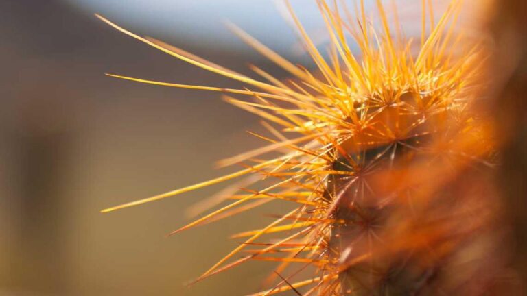 How To Download Cricbet99 Reddy Anna App?